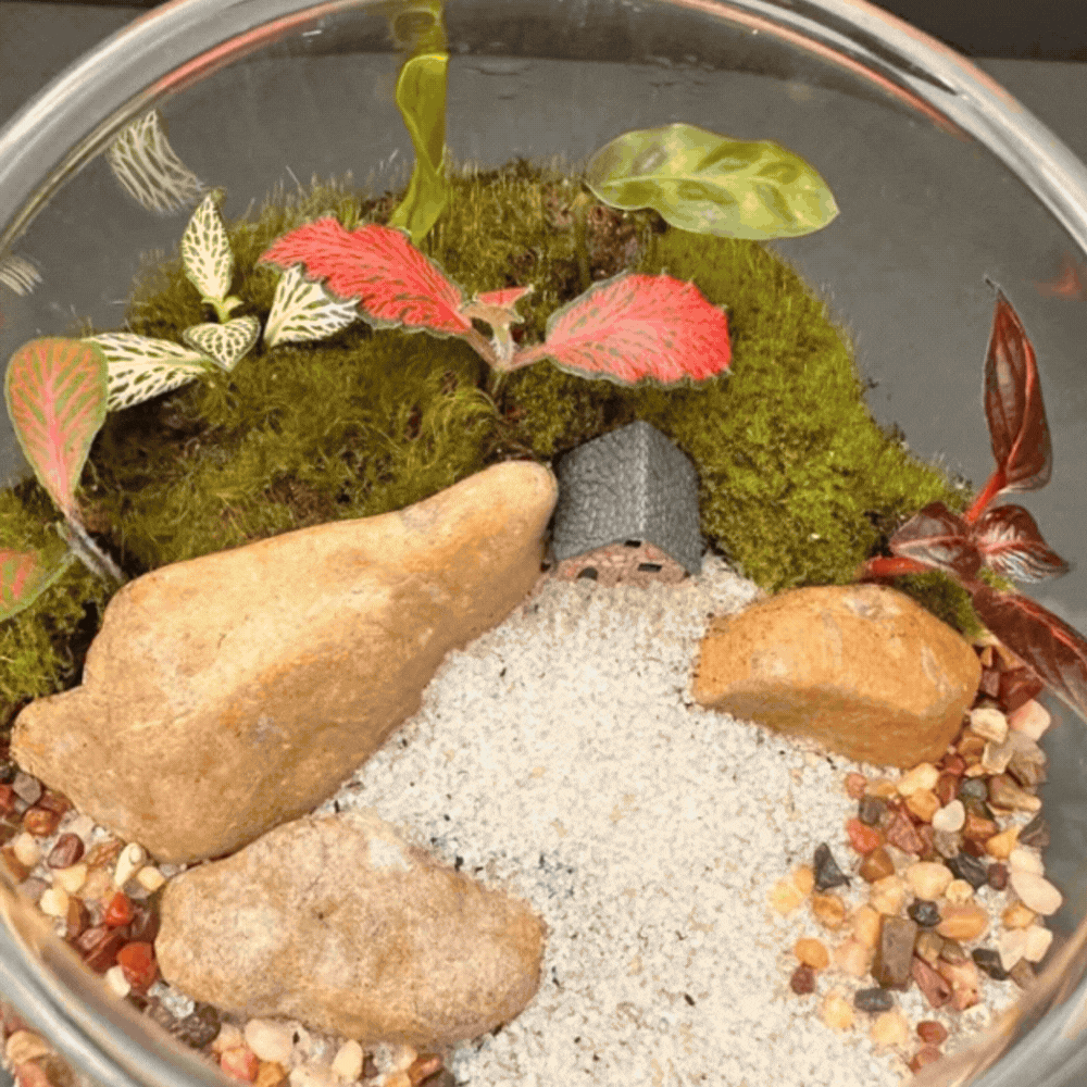 Forest City Terrariums